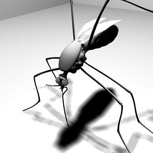mosquito 3d ma