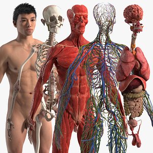 3D Realistic Skin Asian Man with Full Body Anatomy model