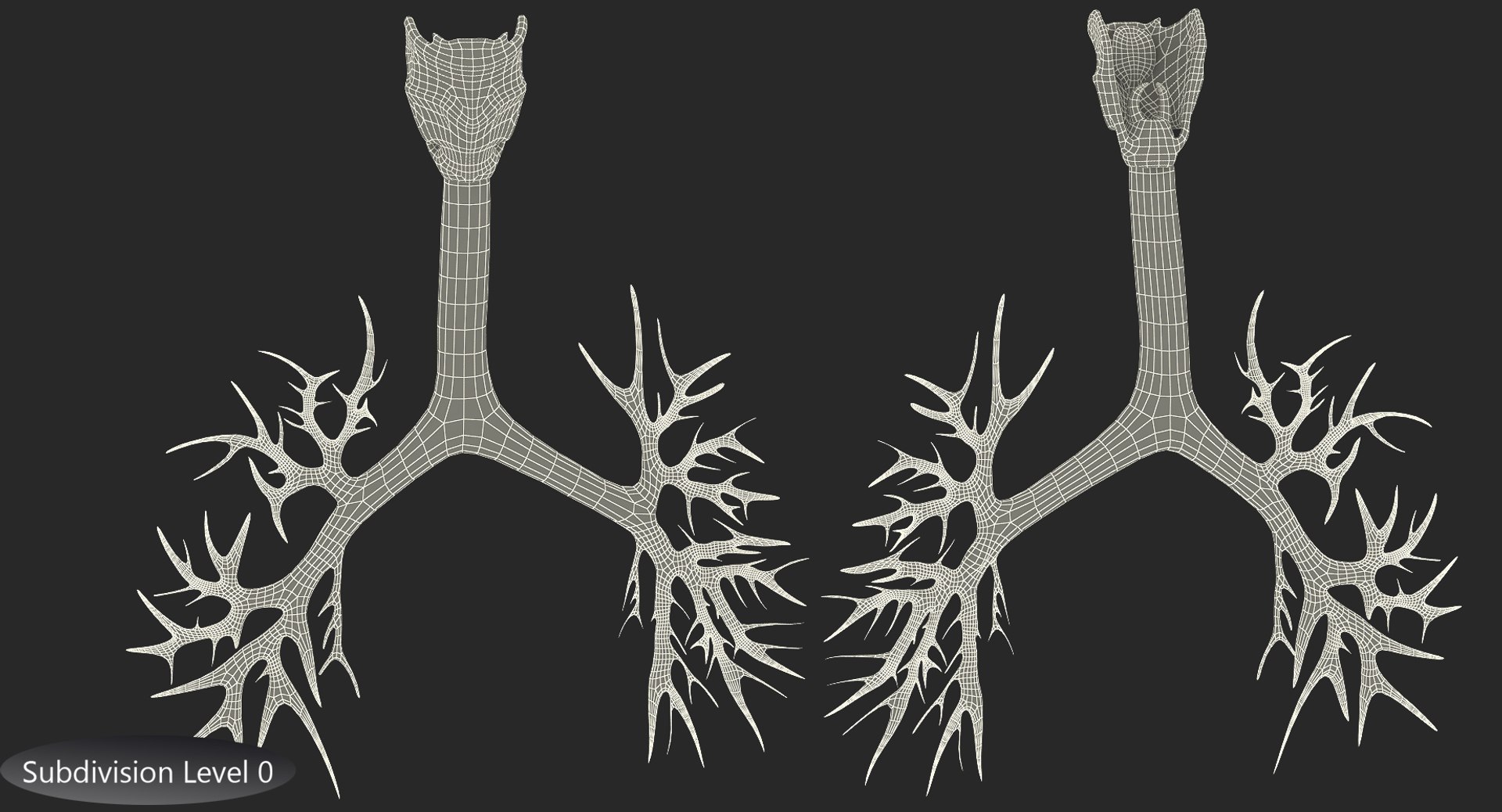 Trachea Anatomical Modeled 3D Model - TurboSquid 1209414