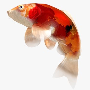 3D Japanese Carp Fish Rigged L1720