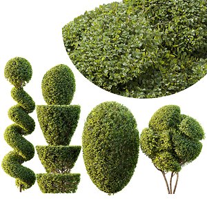 3D Ficus Concinna Bonsai Pruned 7 model
