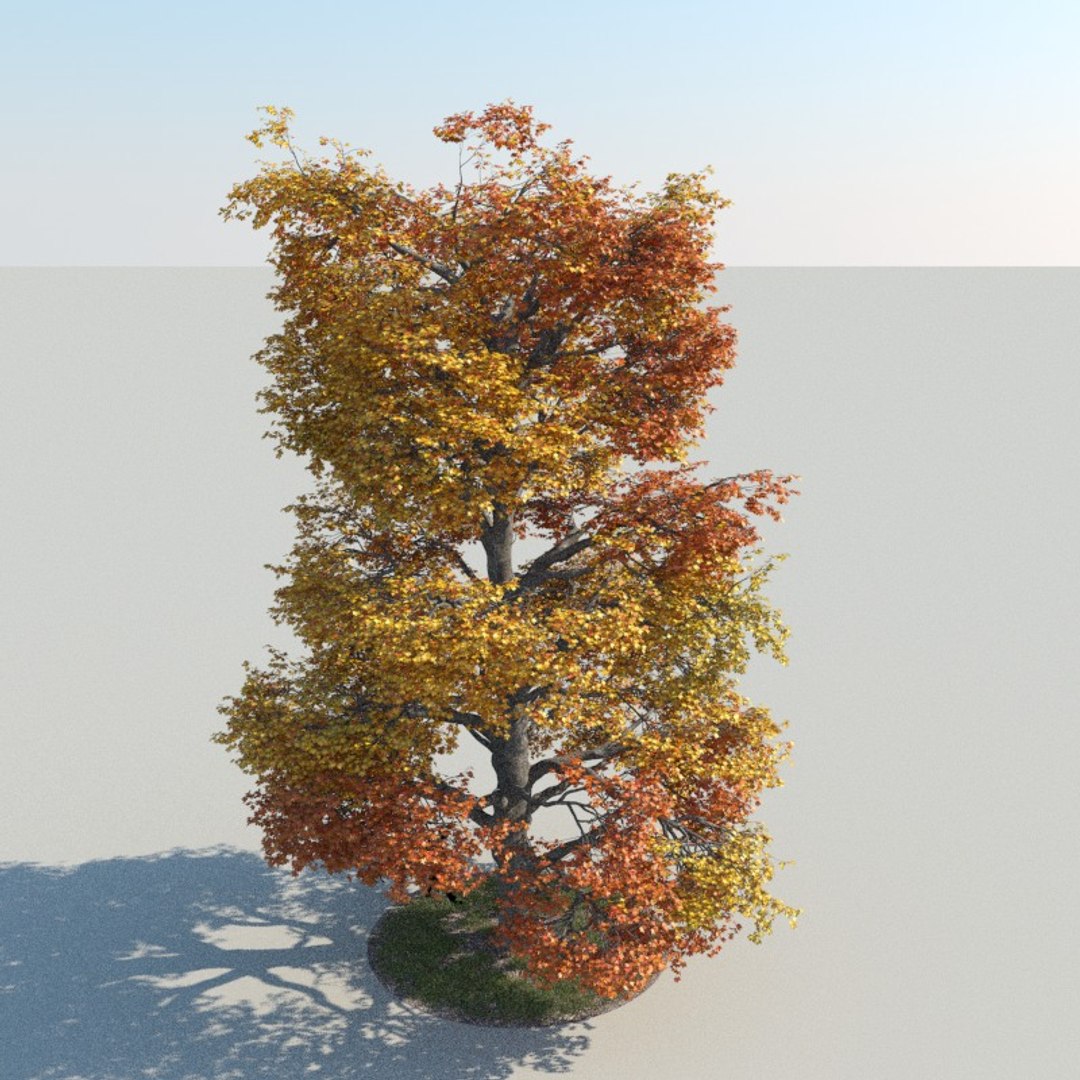 Realistic Maple Tree Autumn 3d Model