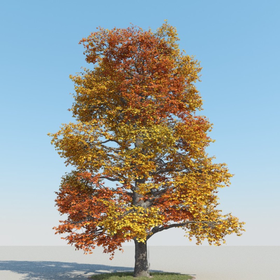 Realistic Maple Tree Autumn 3d Model