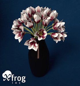 XfrogPlants Tulip