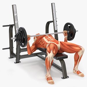 Anatomy Male Muscular System Bench Press Animated Rigged 3D model