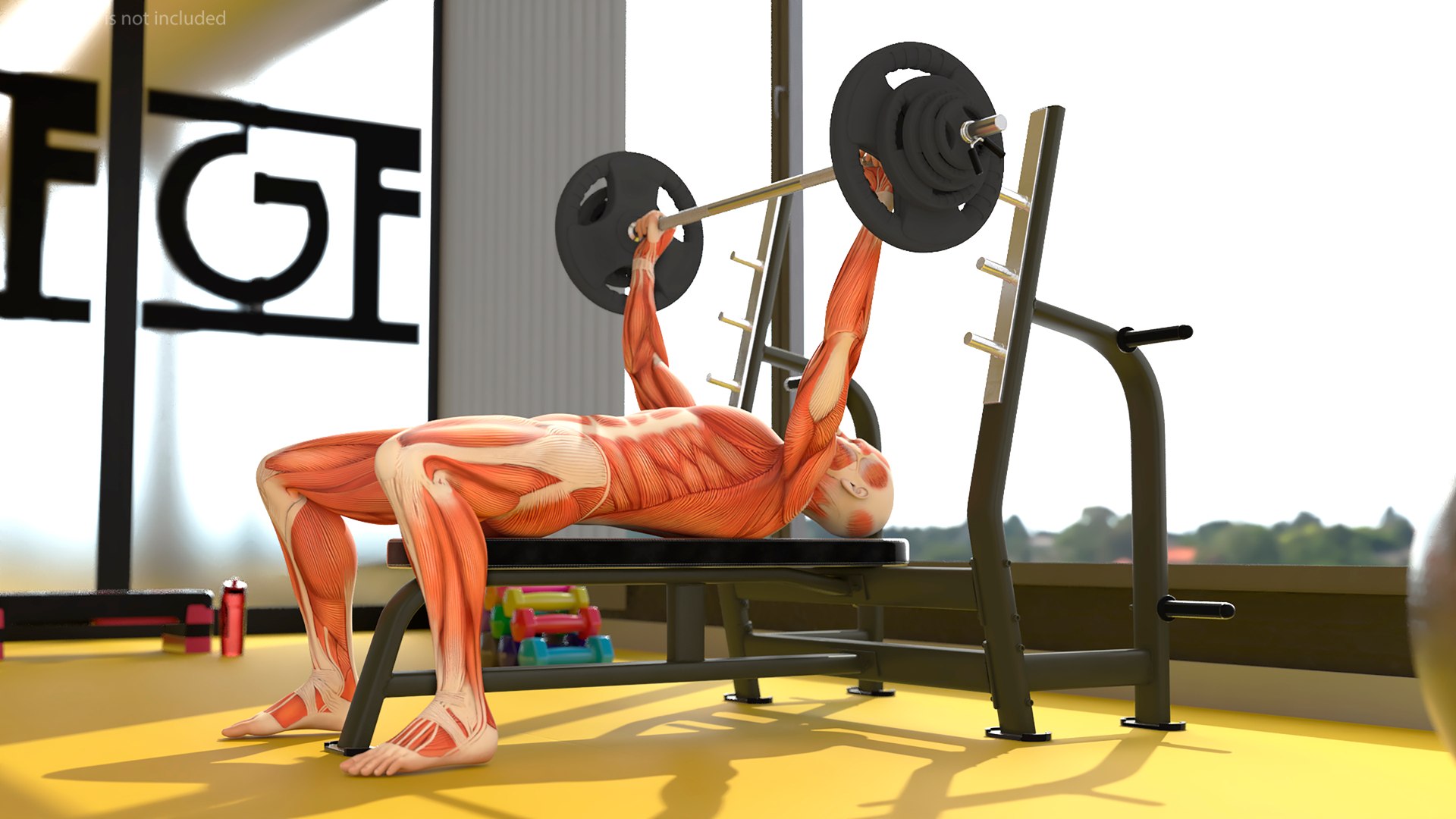 Anatomy Male Muscular System Bench Press Animated Rigged 3D Model ...