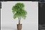 Colección de plantas 782