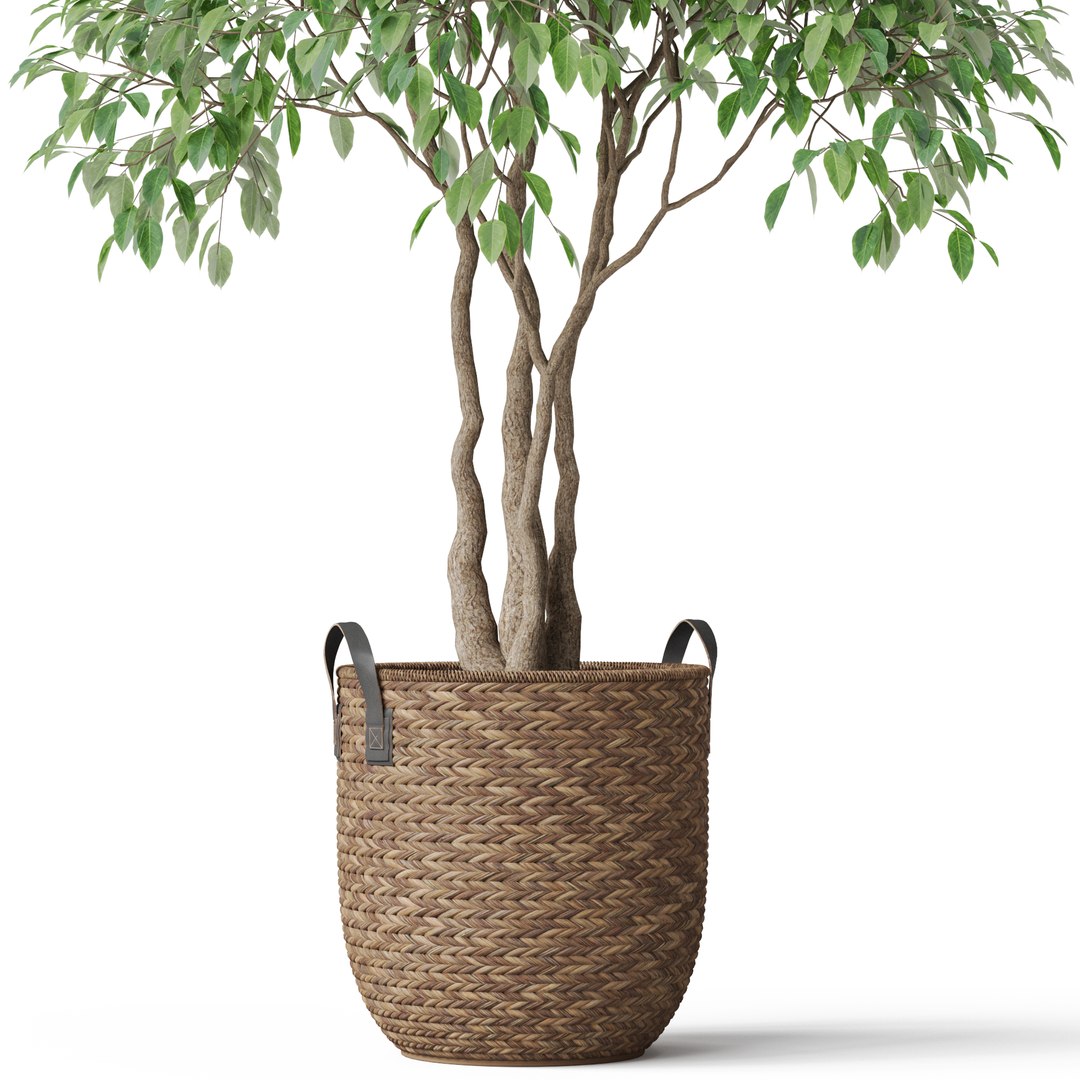 Plants collection 782 3D https://p.turbosquid.com/ts-thumb/Op/lV9TmD/hO/plant_782_02.rgb_colorcopy/jpg/1664009883/1920x1080/fit_q87/2dd7c47686b60f376e0a9ed7cb3c4ed474059751/plant_782_02.rgb_colorcopy.jpg