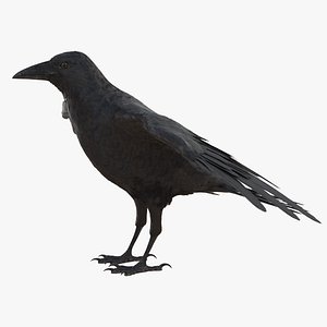 Crow
