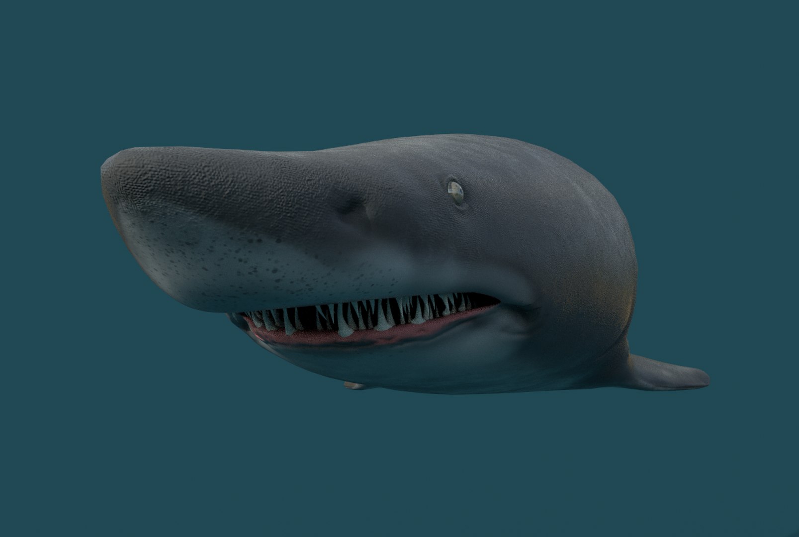 Shark Tiger Sand 3D Model - TurboSquid 1516743