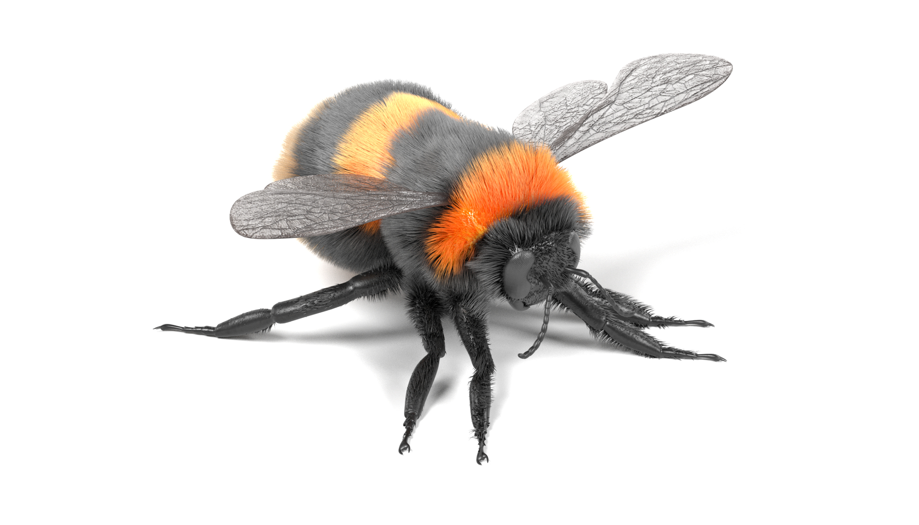 3d bombus terrestris model