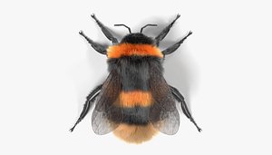 Bombus Terrestris
