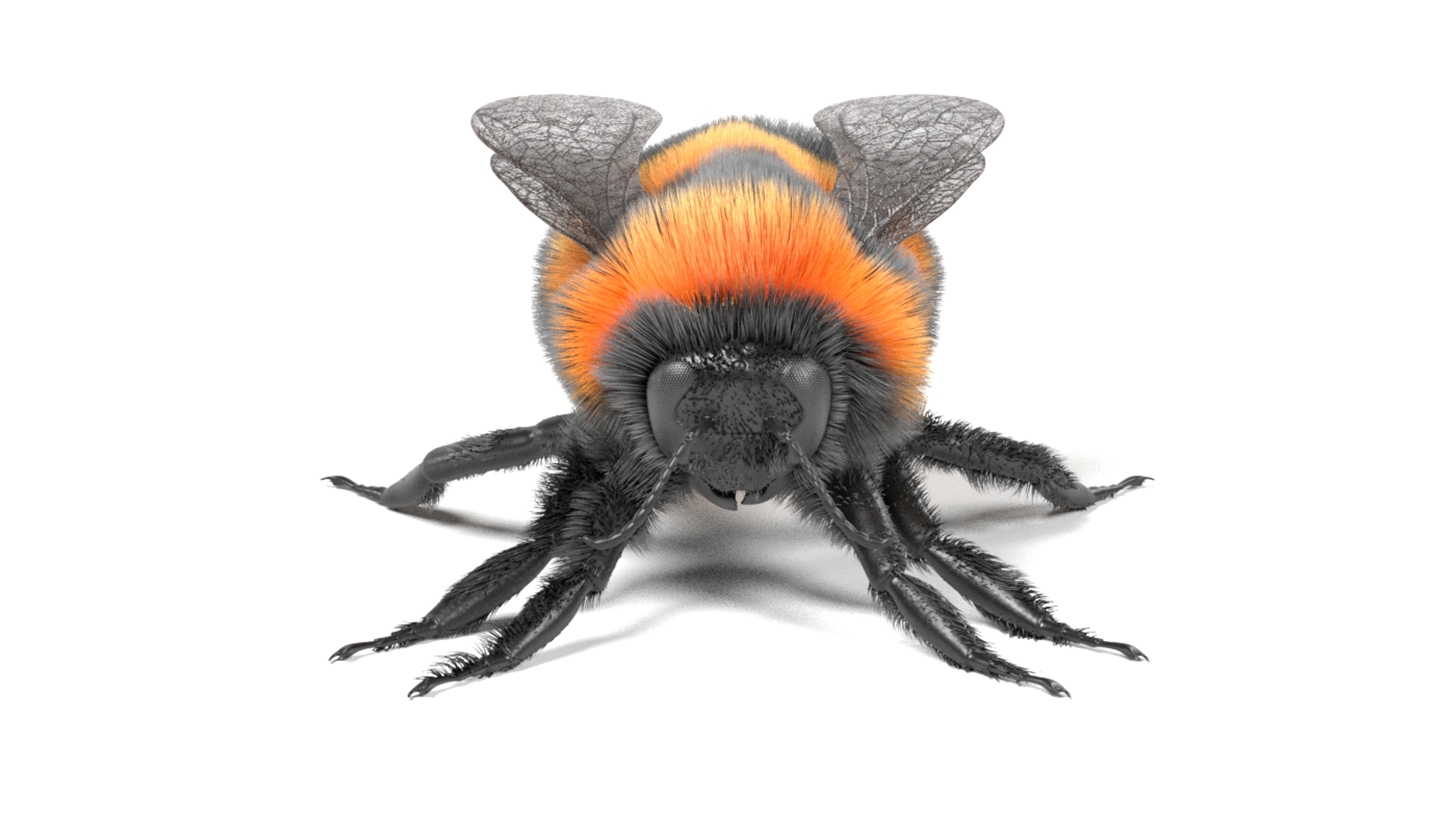 3d Bombus Terrestris Model