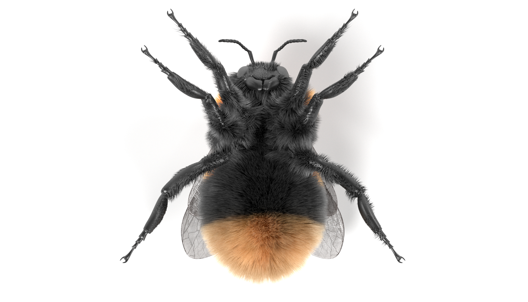 3d bombus terrestris model