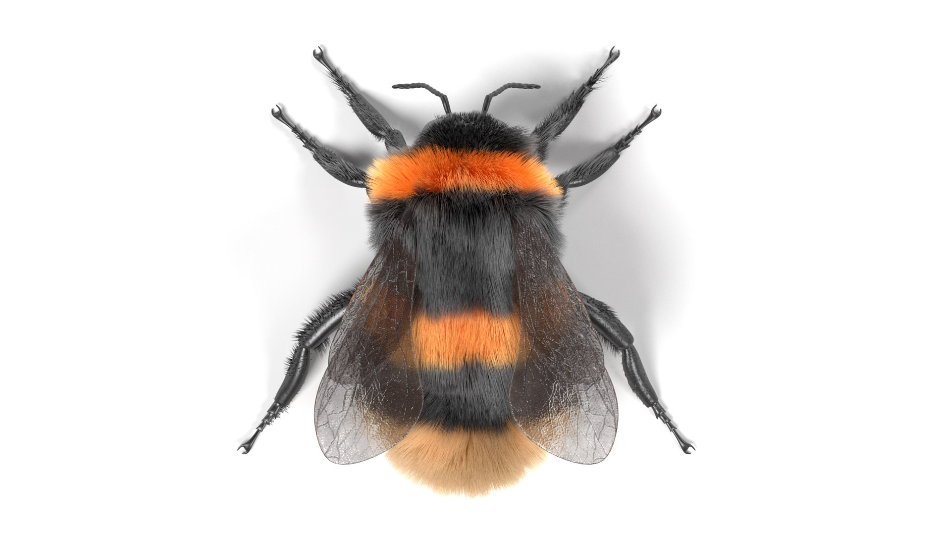 3D Insect - Huge Collection https://p.turbosquid.com/ts-thumb/Op/xmyzFo/y7EZIjPC/bombusterrestrisa/png/1661295307/1920x1080/fit_q87/f01f2a4363048e0c73a6a733d4677659974b43d2/bombusterrestrisa.jpg