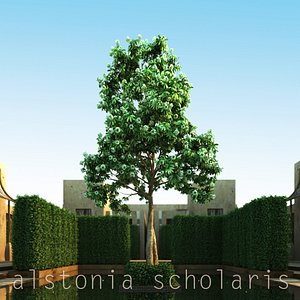 Alstonia Scholaris 2