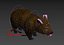 wombat low-poly 3D model