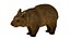 wombat low-poly 3D model