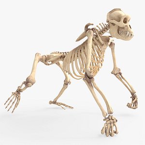 Gorilla Skeleton Walking Animated Rigged For Blender 3D model
