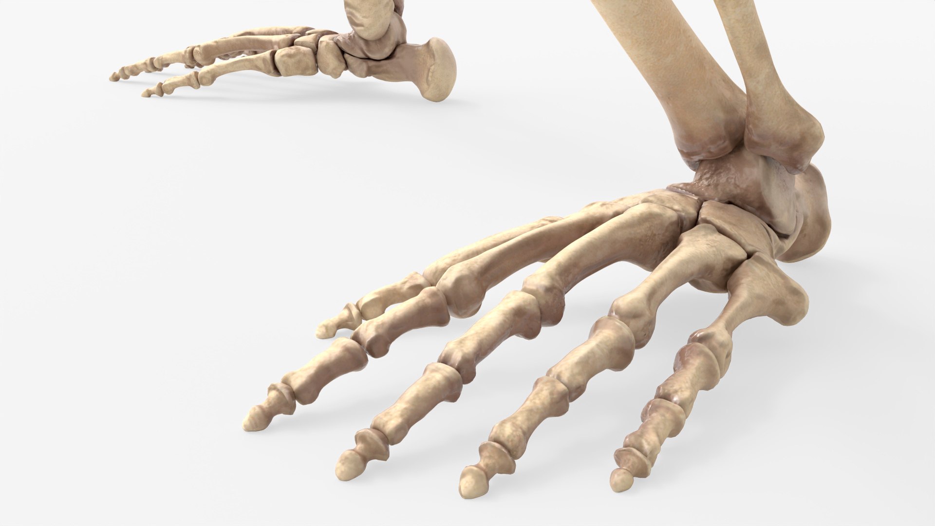 Gorilla Skeleton Walking Animated Rigged For Blender 3D model https://p.turbosquid.com/ts-thumb/Oq/4rpAdb/AZ/gorilla_skeleton_walkinng_animated_rigged_for_blender_013/jpg/1779838267/1920x1080/fit_q87/c7c8f5734fedbc93fbab569264498d98de345208/gorilla_skeleton_walkinng_animated_rigged_for_blender_013.jpg