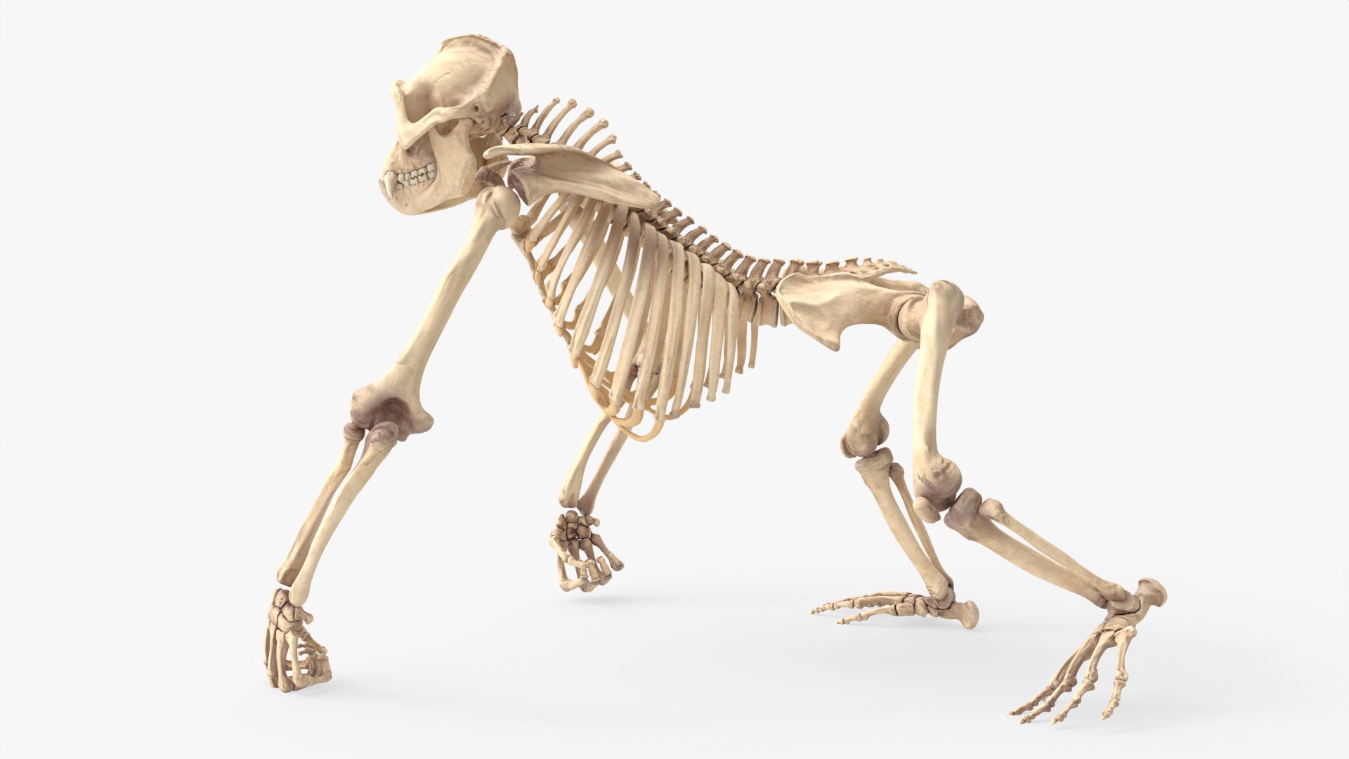 Gorilla Skeleton Walking Animated Rigged For Blender 3D model https://p.turbosquid.com/ts-thumb/Oq/4rpAdb/GQ/gorilla_skeleton_walkinng_animated_rigged_for_blender_006/jpg/1779838250/1920x1080/fit_q87/ff5aa102e9c6868309f25bfb67b21786d6c60233/gorilla_skeleton_walkinng_animated_rigged_for_blender_006.jpg