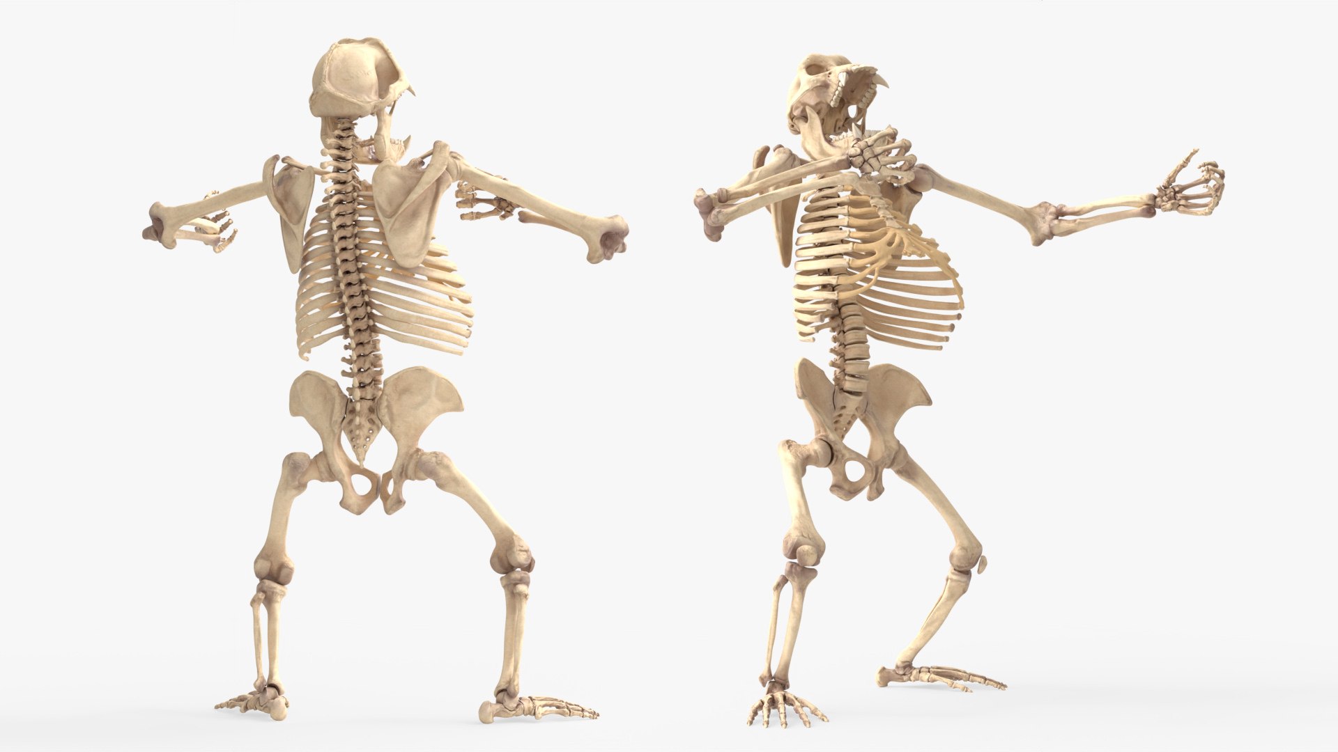 Gorilla Skeleton Walking Animated Rigged For Blender 3D model https://p.turbosquid.com/ts-thumb/Oq/4rpAdb/b8/gorilla_skeleton_walkinng_animated_rigged_for_blender_008/jpg/1779838255/1920x1080/fit_q87/07adeabf30e700e364c1ff458f48ca07a159644d/gorilla_skeleton_walkinng_animated_rigged_for_blender_008.jpg
