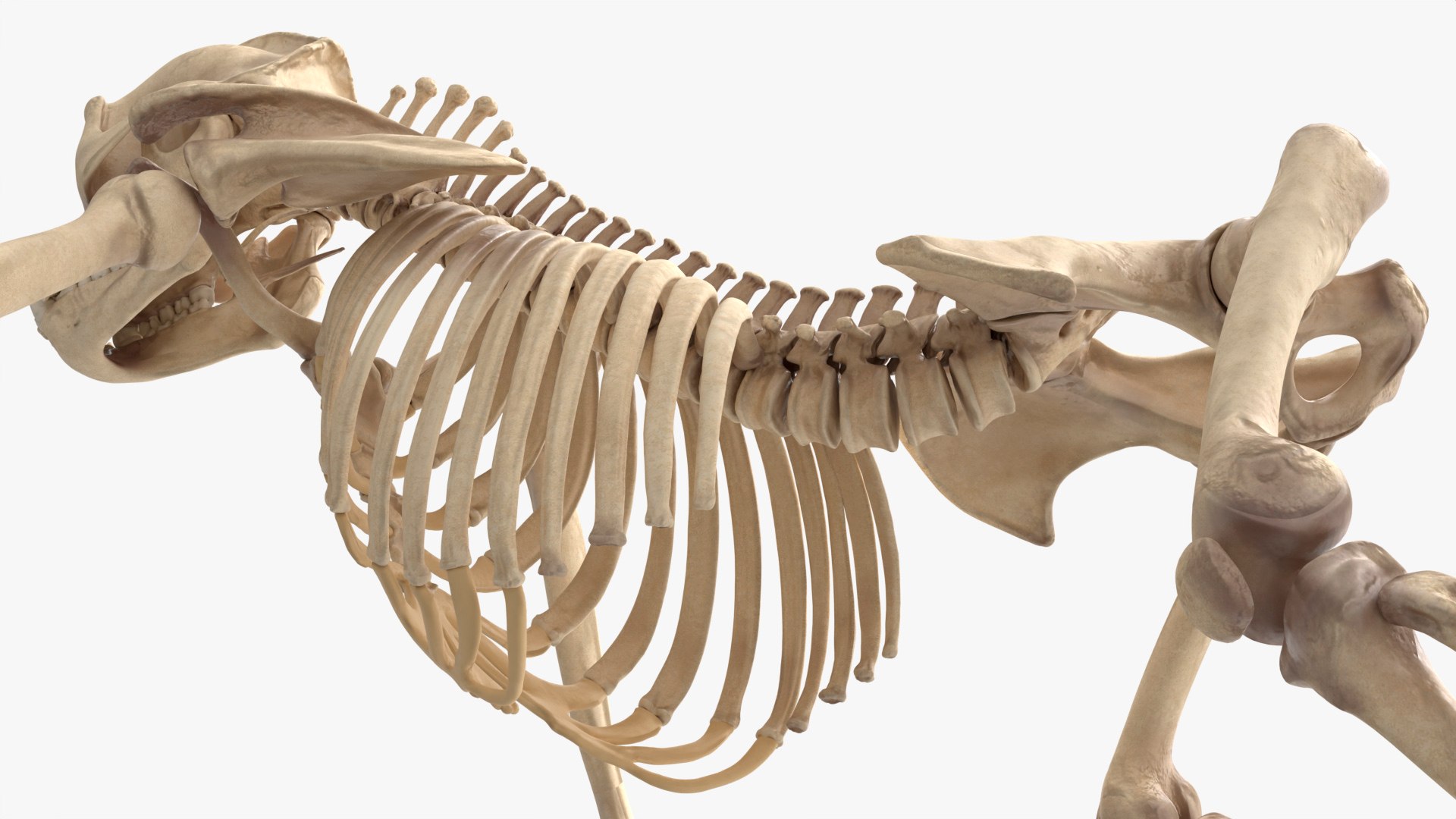 Gorilla Skeleton Walking Animated Rigged For Blender 3D model https://p.turbosquid.com/ts-thumb/Oq/4rpAdb/uU/gorilla_skeleton_walkinng_animated_rigged_for_blender_009/jpg/1779838258/1920x1080/fit_q87/b9ec40a2147ec626d568fd7e46c287001f9b446d/gorilla_skeleton_walkinng_animated_rigged_for_blender_009.jpg