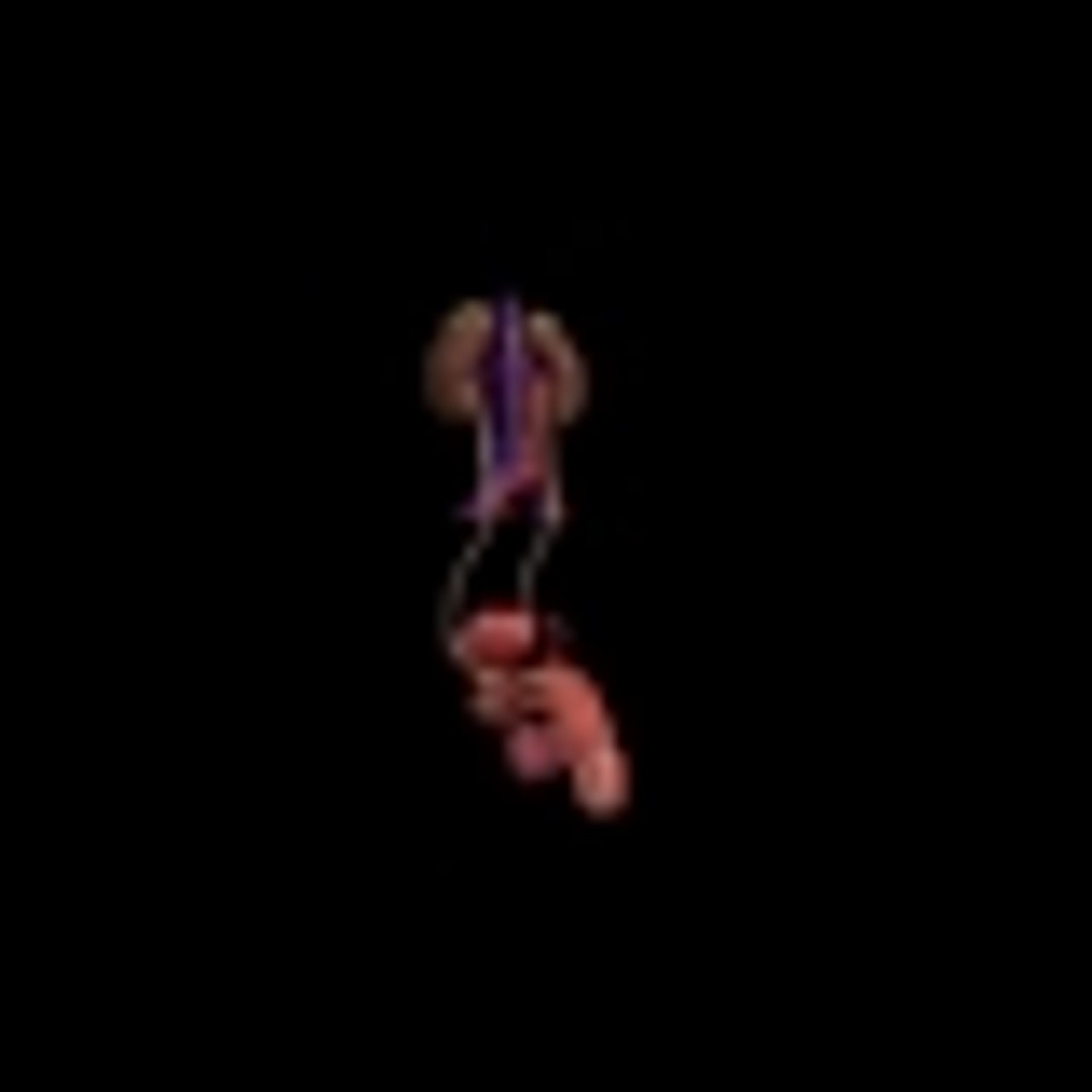 Male Urinary System 3D model https://p.turbosquid.com/ts-thumb/Oq/8HmfWc/4q/0/jpg/1686661077/1920x1080/fit_q87/5d32ee265d6cdd896feedbc9b0aff4479ba2d0ea/0.jpg