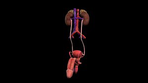 Male Urinary System