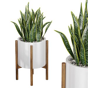 Office Plant Sanseveria Snake 3D model