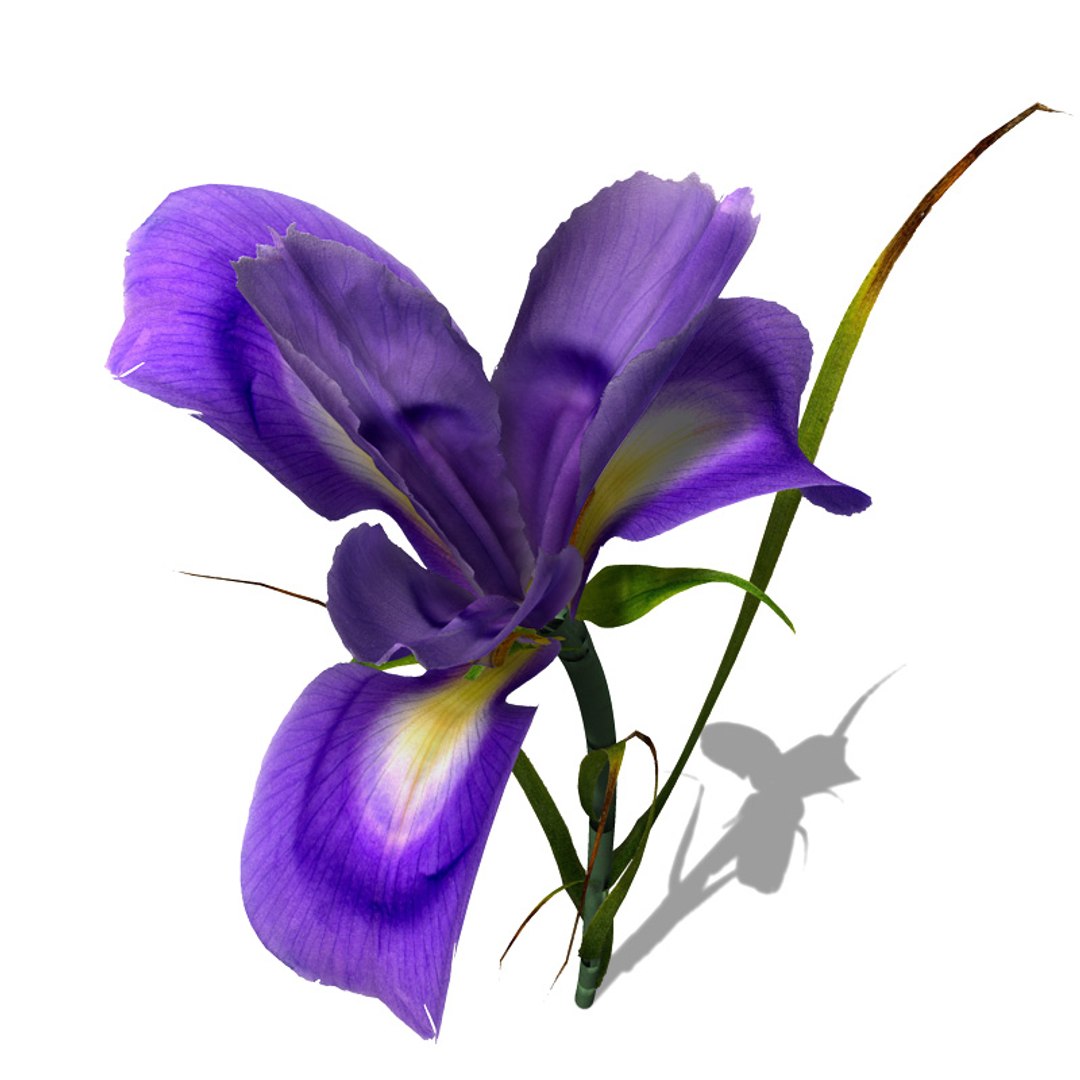 3ds max flowers 1 dvd mixed https://p.turbosquid.com/ts-thumb/Oq/IQ7toh/D6sXIzqk/fl11dutchiris3/jpg/1463522498/1920x1080/fit_q87/dc9a099df4c5f9820cdeaea4a51c831034149989/fl11dutchiris3.jpg