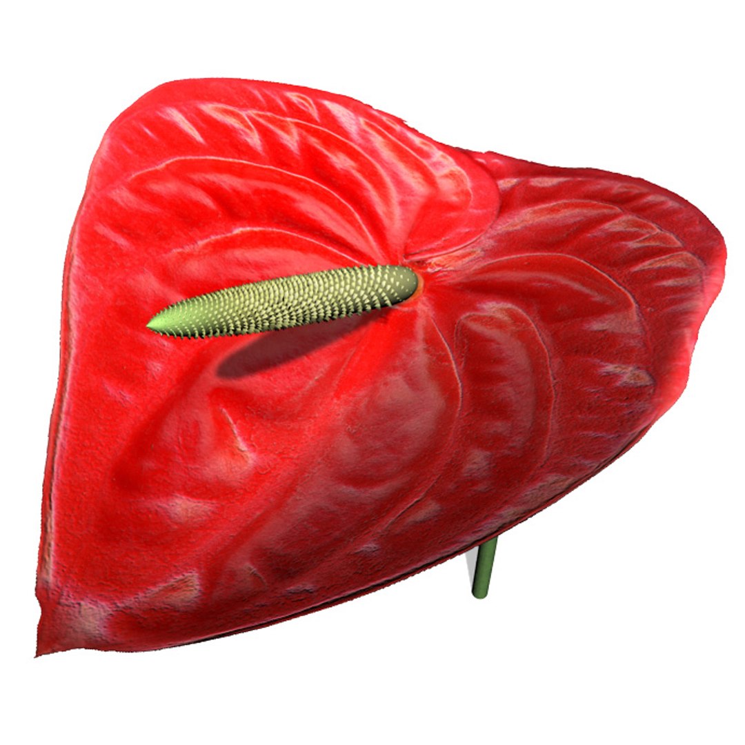 3ds max flowers 1 dvd mixed https://p.turbosquid.com/ts-thumb/Oq/IQ7toh/LT3jdN4B/fl01flamingolily3/jpg/1463522498/1920x1080/fit_q87/8468b7759d58e4c97ed8b96d0e500f25f6dff4a5/fl01flamingolily3.jpg
