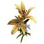 Biblioteca XfrogPlants Flowers 1