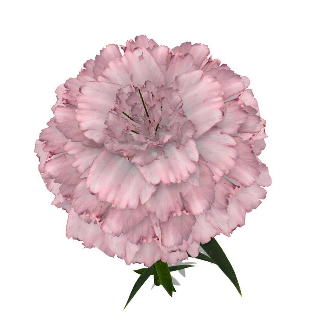 3ds max flowers 1 dvd mixed https://p.turbosquid.com/ts-thumb/Oq/IQ7toh/nwuTHvNZ/fl06carnation4/jpg/1463522498/1920x1080/fit_q87/f325eb6a3b4a1f13c84ebdba8fd31e4e02aa5e6d/fl06carnation4.jpg