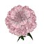 Biblioteca XfrogPlants Flowers 1
