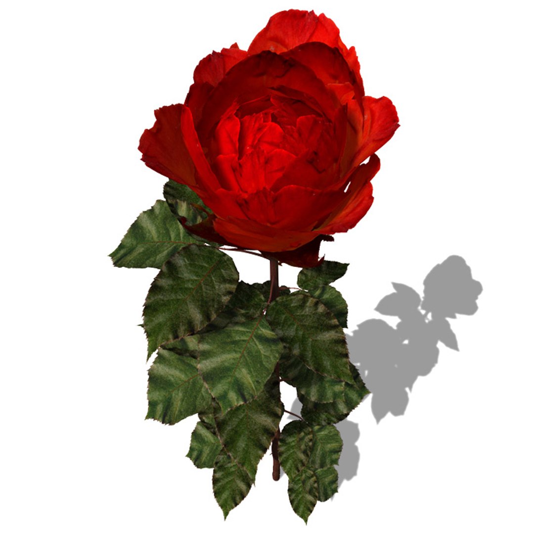 3ds max flowers 1 dvd mixed https://p.turbosquid.com/ts-thumb/Oq/IQ7toh/wtJlWpDX/fl17rose1/jpg/1463522498/1920x1080/fit_q87/ccca1a5dfd02a770fc3f3696db4c3c083e6cb9a6/fl17rose1.jpg