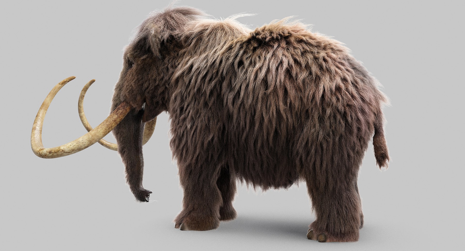 Wolly Mammoth 3D - TurboSquid 1218167