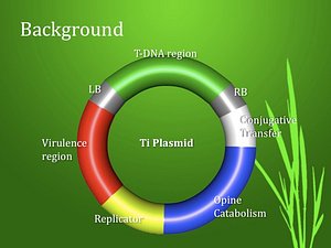 Ti Plasmid