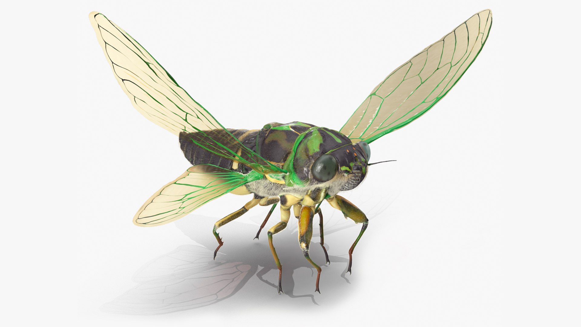 Cicada Pose Takeoff Fur 3D model preview