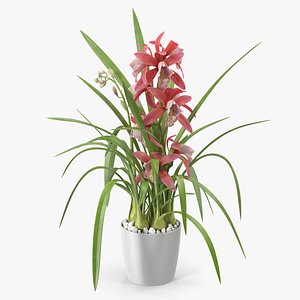 Pink Orchid Flower Pot Fur 3D model