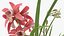 Pink Orchid Flower Pot Fur 3D model
