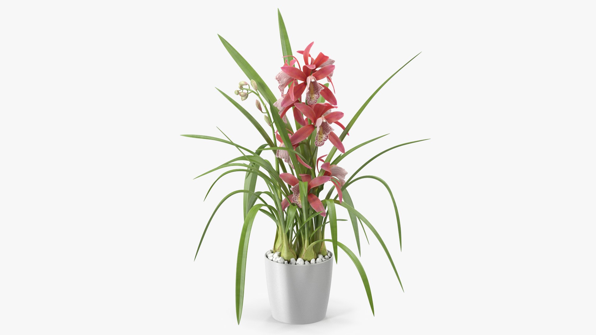 Pink Orchid Flower Pot Fur 3D model preview