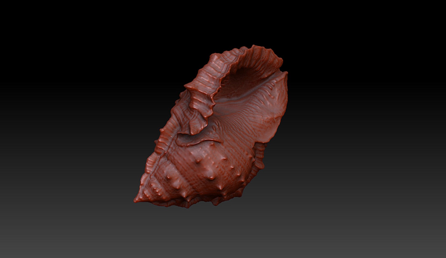 3d Shell Seashell