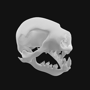 3D Sloth Skull model
