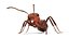 ma ant insect