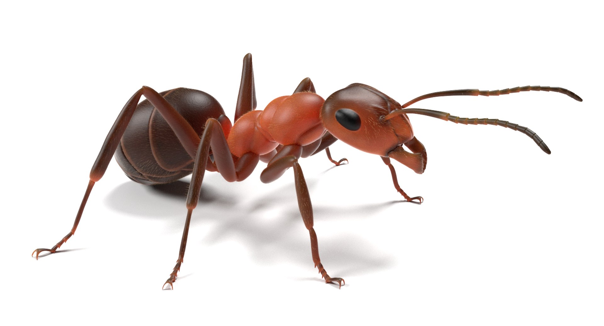 Ma Ant Insect