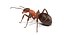 ma ant insect