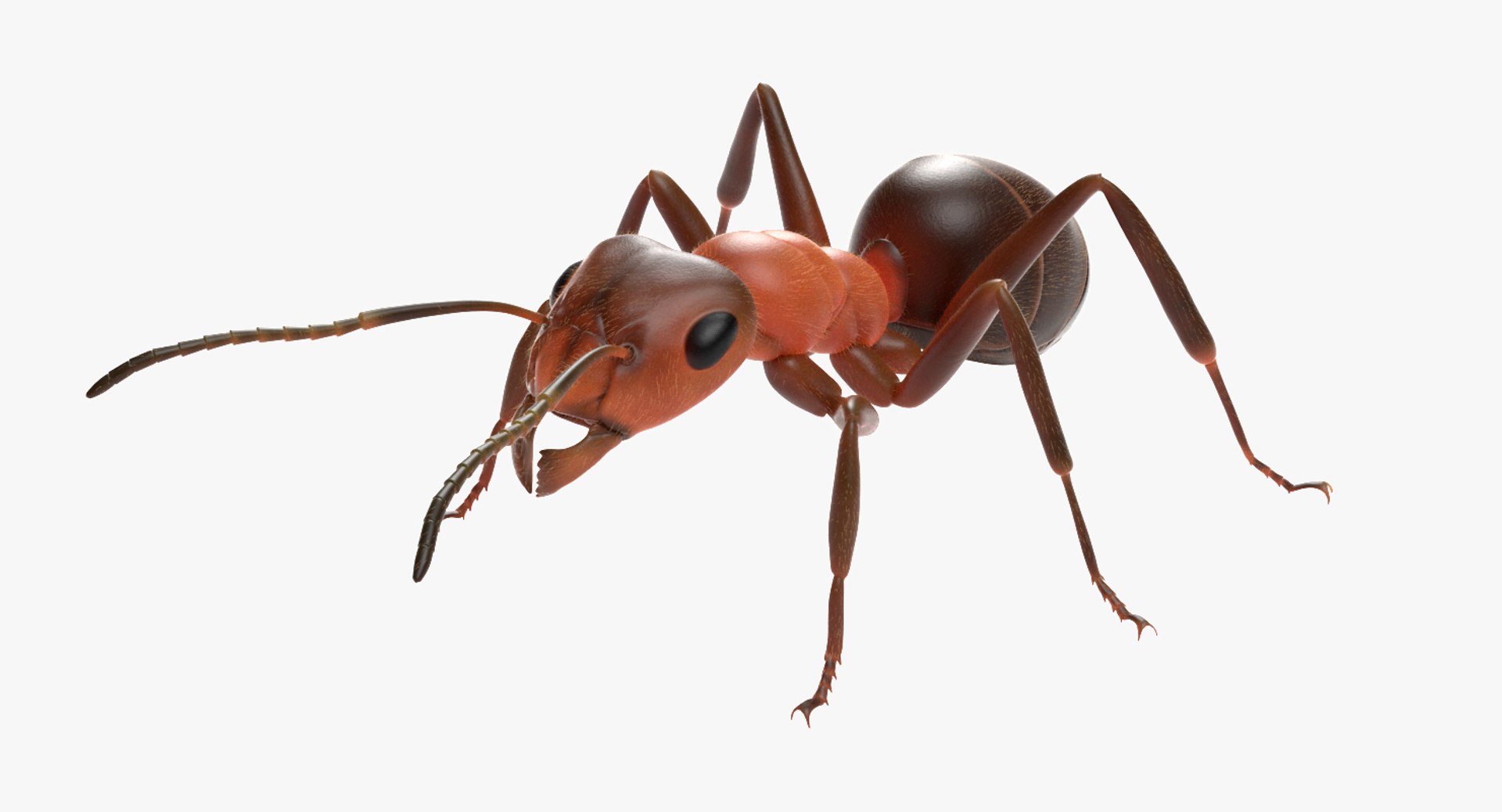 ma ant insect https://p.turbosquid.com/ts-thumb/Oq/rj33An/hZ23By8M/ant_first_a00000/jpg/1460988626/1920x1080/fit_q87/62f3e5c7de48a5d3a32a91641fd63322f07e8993/ant_first_a00000.jpg