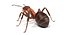 ma ant insect