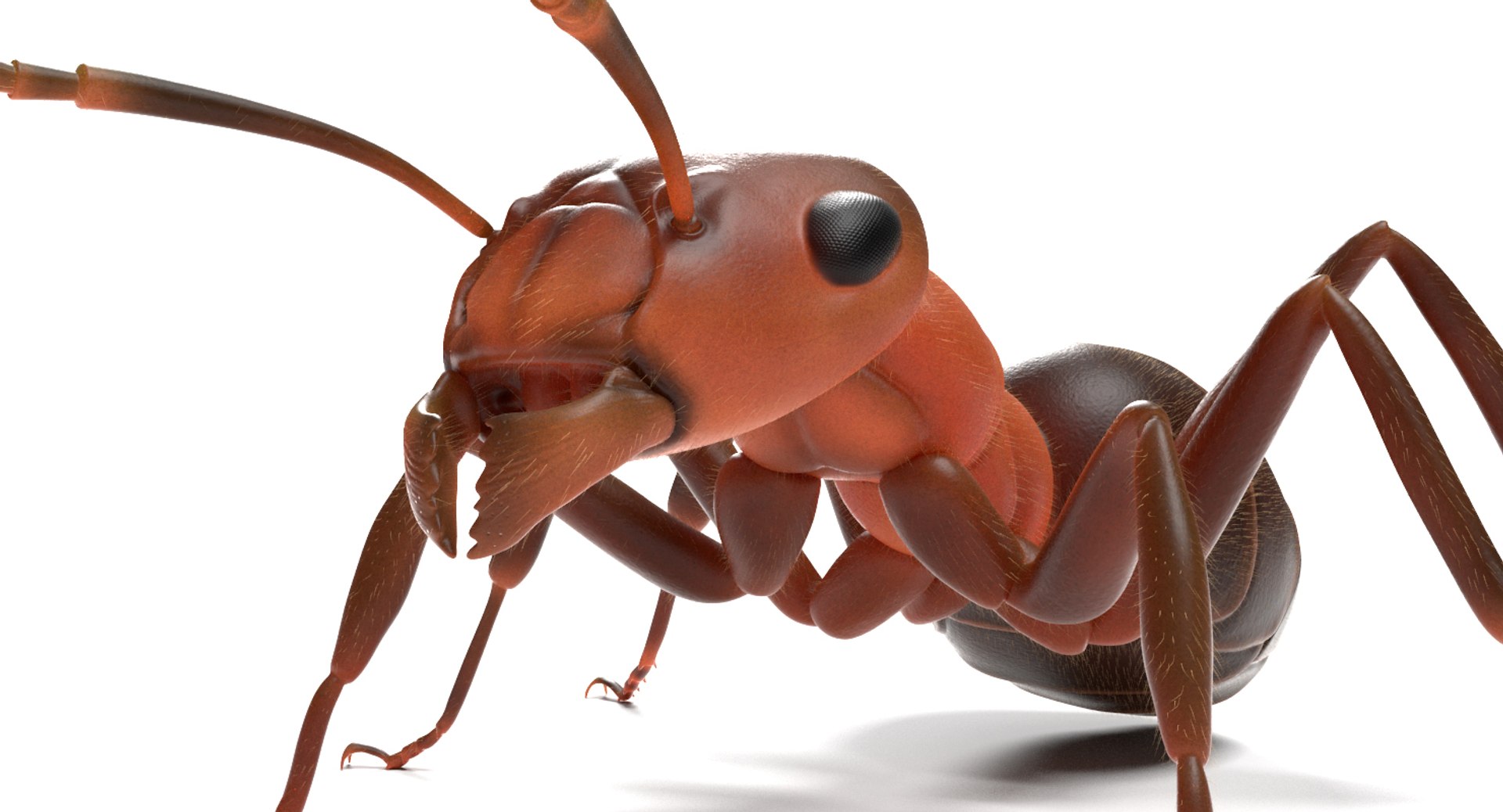 Ma Ant Insect